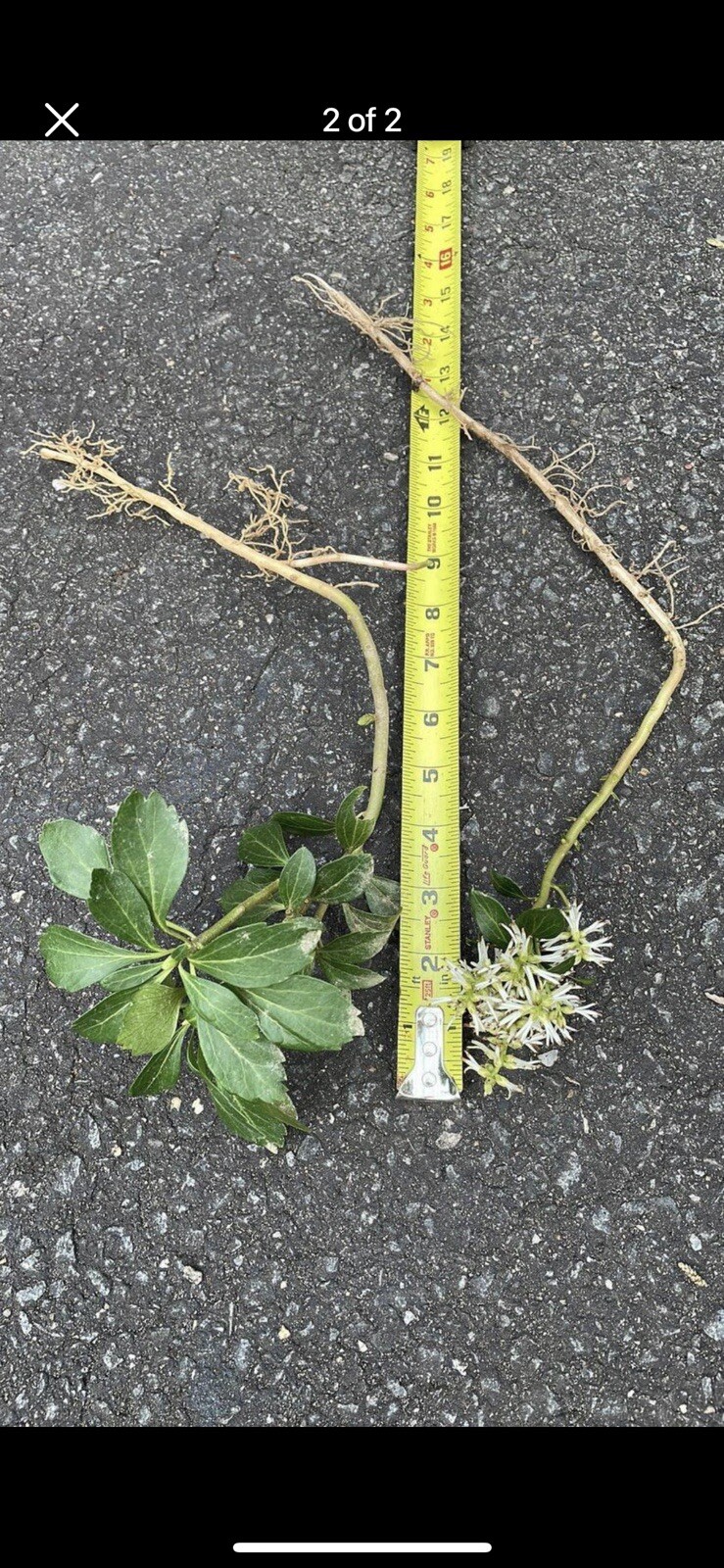 30 Japanese Pachysandra Bare Root Plants