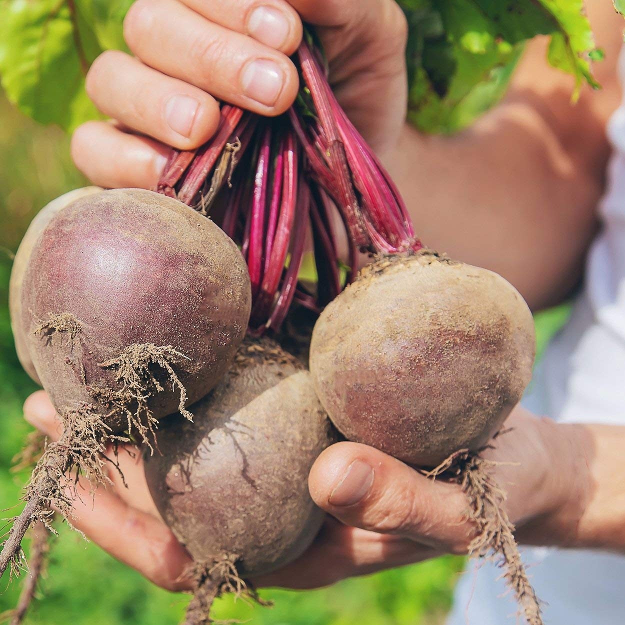 Heirloom Beet Seeds Detroit Dark Red Approx 360 Seeds NonGMO, Open Pollinat…