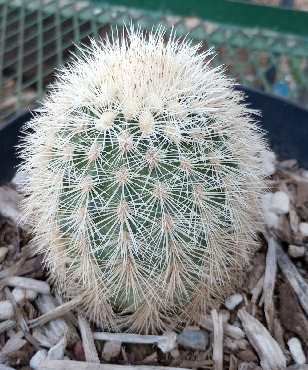 Echinocereus dasyacanthus West Texas Cactus Cold Hardy 237 LG Giant Flowers