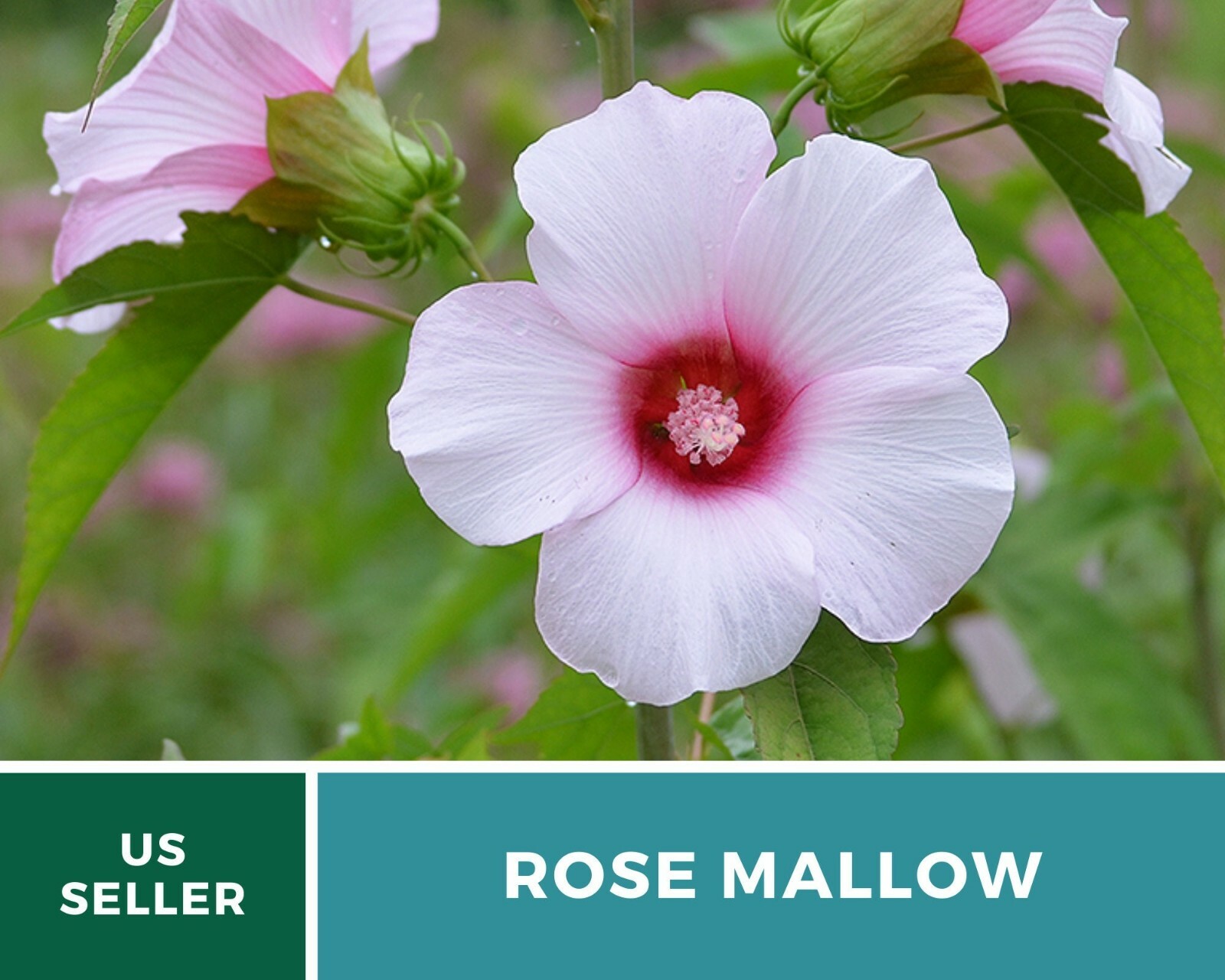 Mallow, Rose – Halberd-leaved Heirloom Seeds – Hardy hibiscus (Hibiscus militari