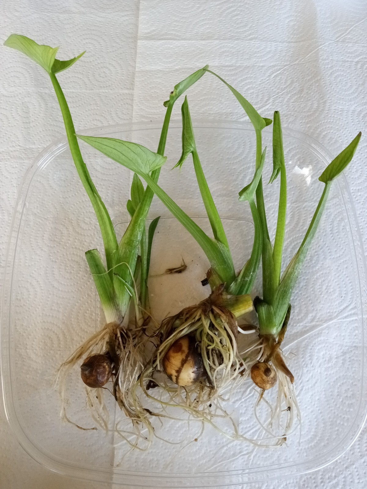2 Edible Aquatic Broadleaf Arrowhead 茨菇 Sagittaria Latifolia Water Garden Plants