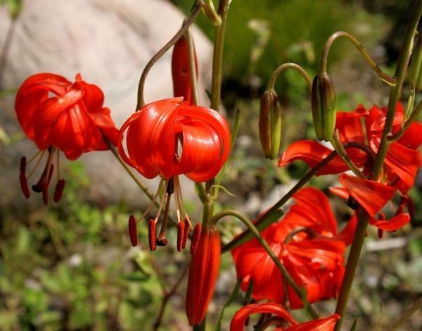 Lilium pumilum | Coral Lily | Low Lily | Siberian Lily | 10 Seeds