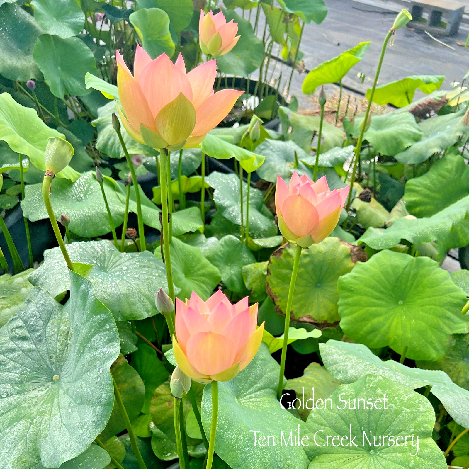 5 GOLDEN SUNSET LOTUS SEEDS – Nelumbo Nucifera