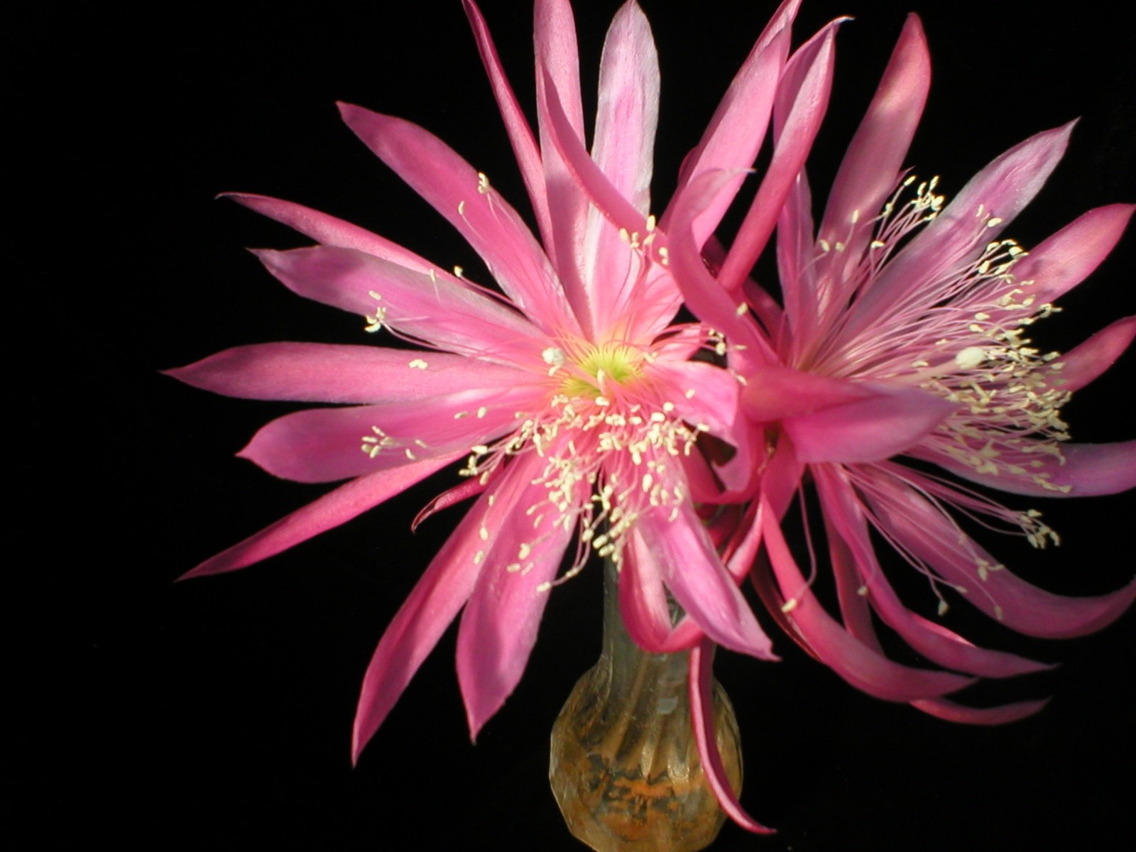 Epiphyllum, Orchid Cactus, ” MARTIAN DANCER “, Don’s Quart pots JULY/1