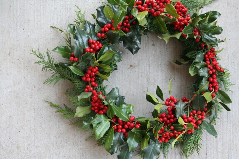 English Holly, Ilex aquifolium, Tree Seeds (Showy Evergreen, Hedge)