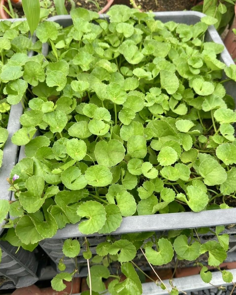 1200 Centella Seeds – Gotu Kola, Rau Má, Asiatica, Asiatic Green