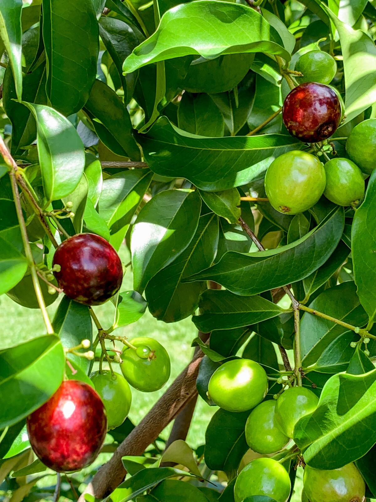 Rainforest Plum Eugenia Candolleana Cambui Roxo Murtinha Purple Fruit Tree Plant