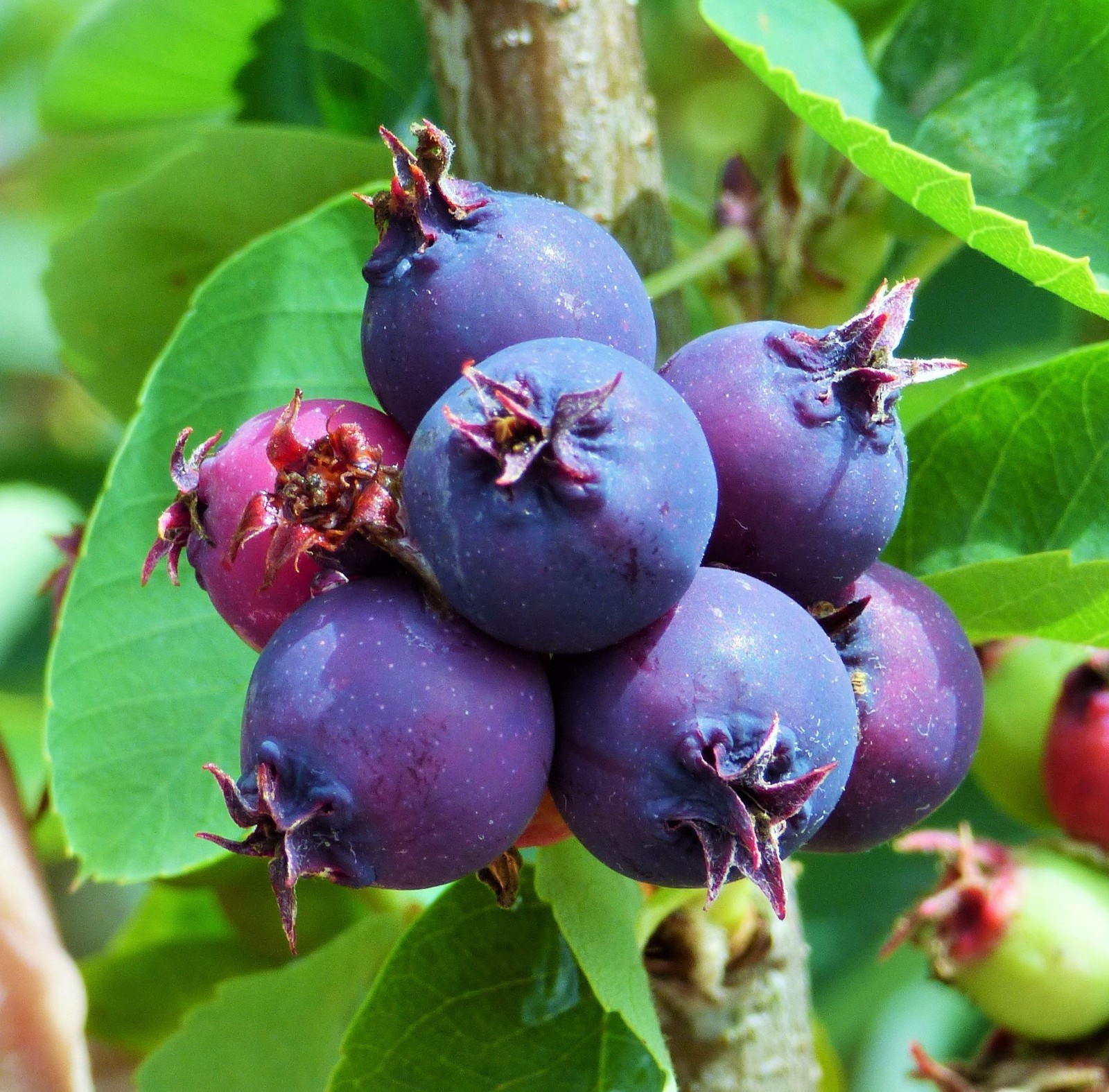1 Saskatoon serviceberry plant Amelanchier alnifolia, edible . Zones 4-7