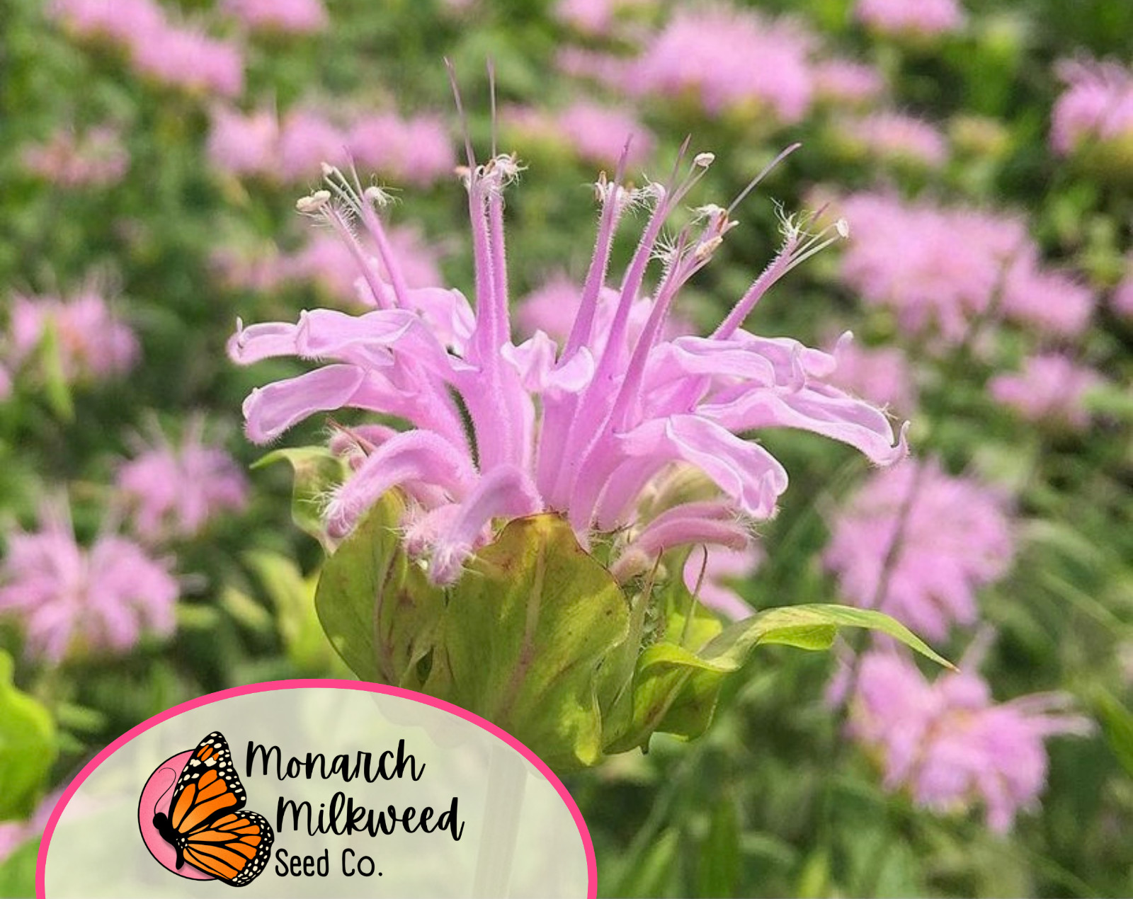 2800+ Wild Bergamot / Bee Balm Seeds | Native Wildflower Pollinator Garden Seeds