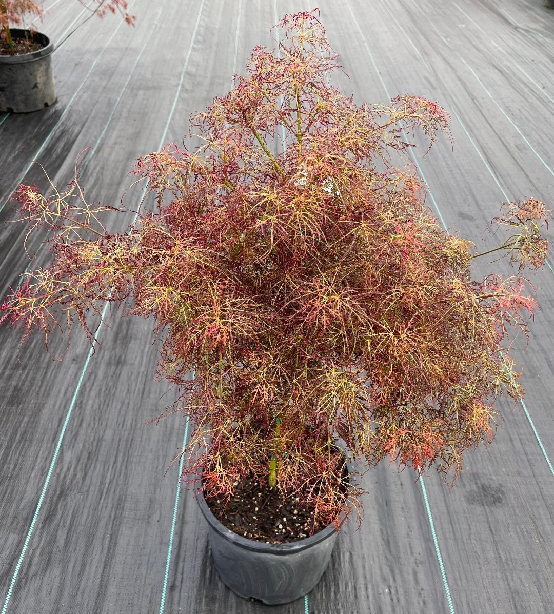 Acer palmatum ‘Baby Lace’ (Baby Lace Japanese Maple) 2 feet standard, medium siz