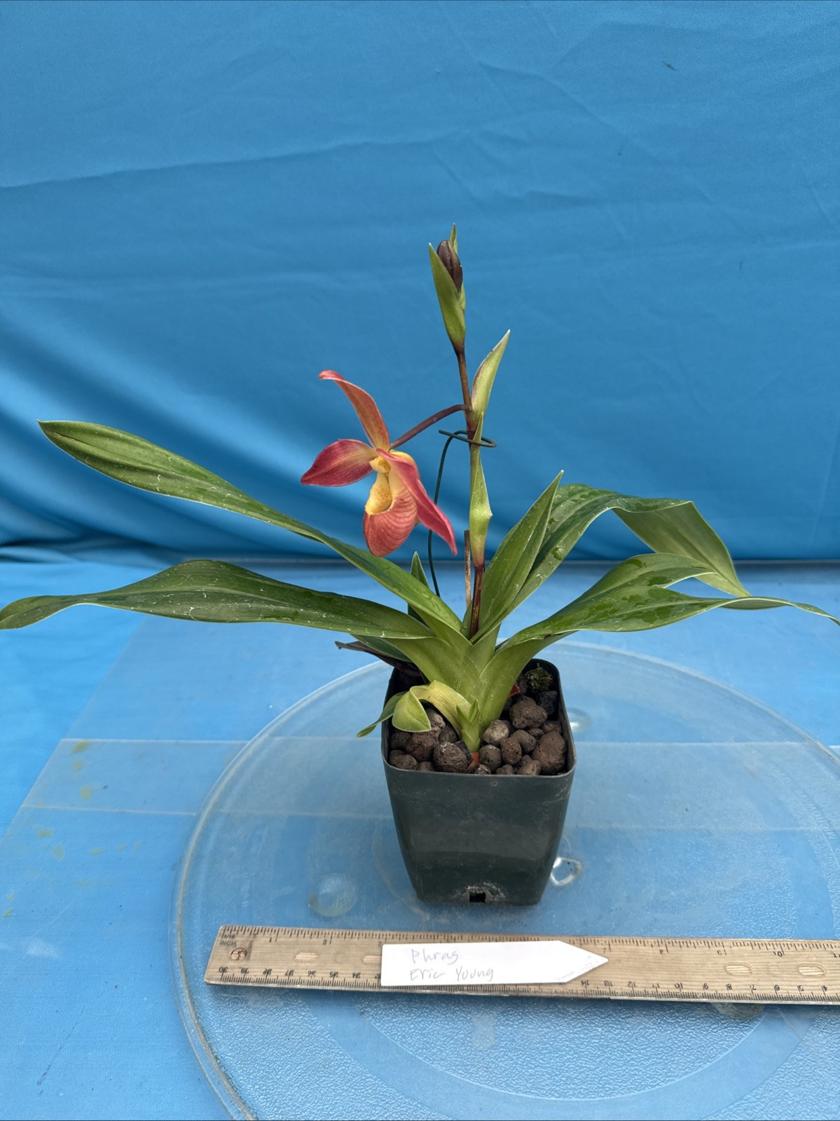 Phragmipedium Eric Young Orange Yellow Pink NBS Orchid New Import 4” Pot SPIKING