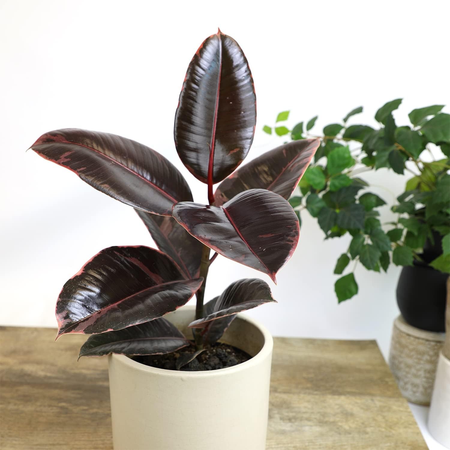 Variegated Ficus ‘Ruby’ Rubber Plant in 6″ Grower Pot, Real Houseplants for Home