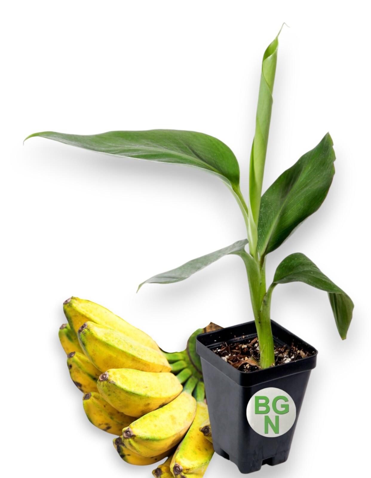 Burro Banana Plant – Live Plant