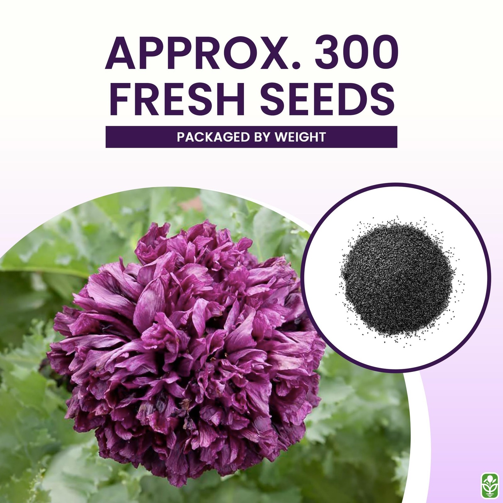 Black Poppy Seeds for Planting – 300 Fresh Dark Purple Wildflower Seeds