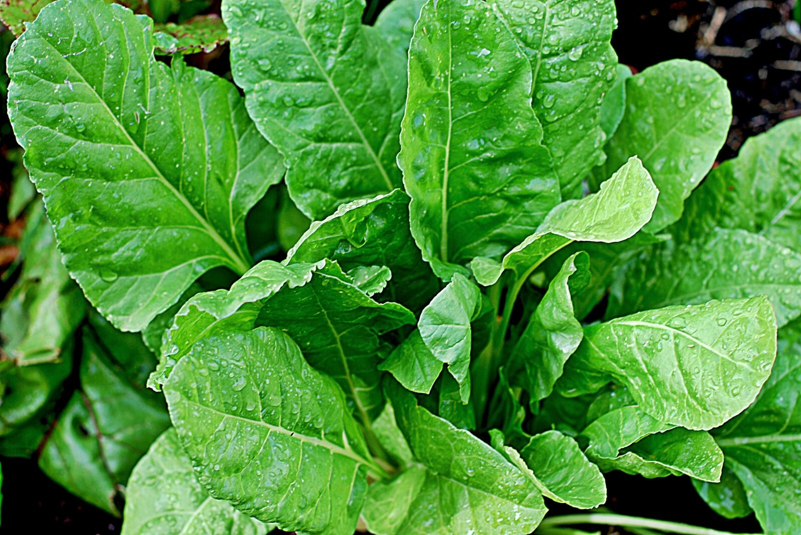 300+ SPINACH BLOOMSDALE SEEDS AUTUMN GIANT GARDEN VEGETABLE SALAD HEIRLOOM USA