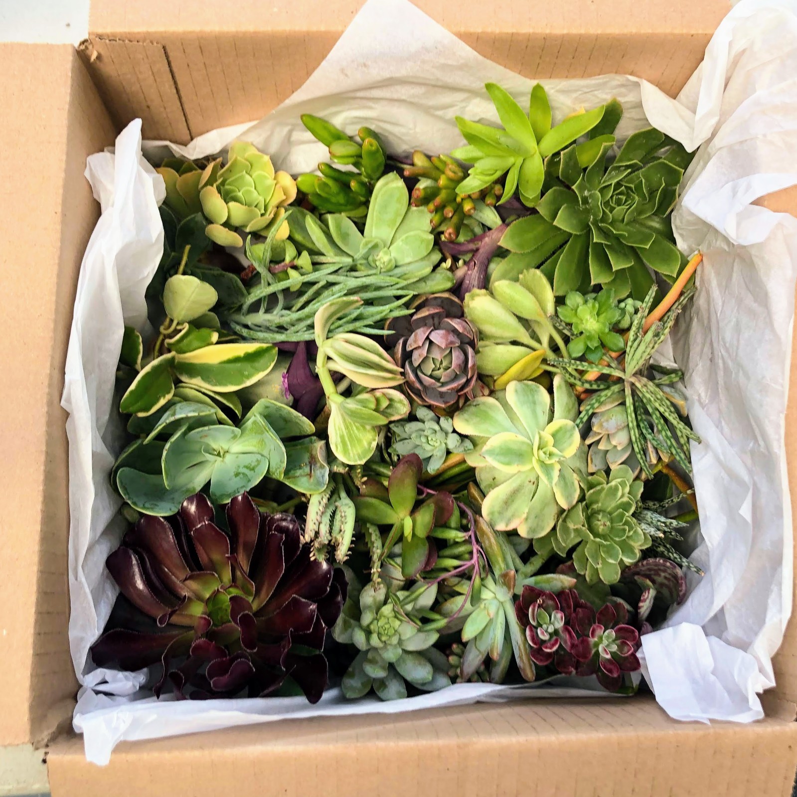 Assorted Succulent Cuttings, Wedding/Party Favors/Gifts. No Repeat, Unique& Rare