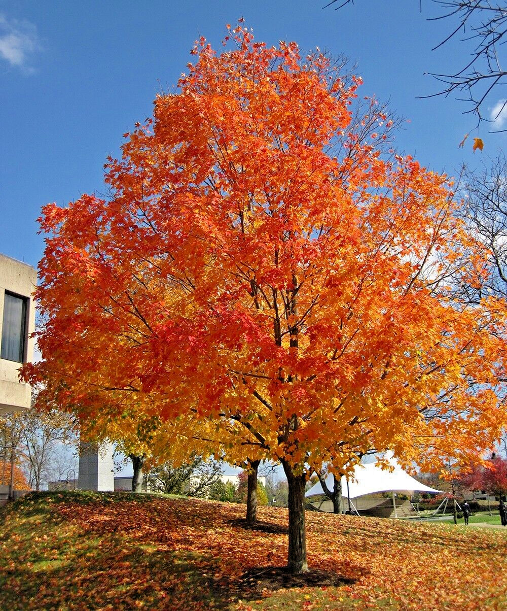 Southern Sugar Maple Tree | Premium Seeds | Acer saccharum ‘Summer’ | Plants’®