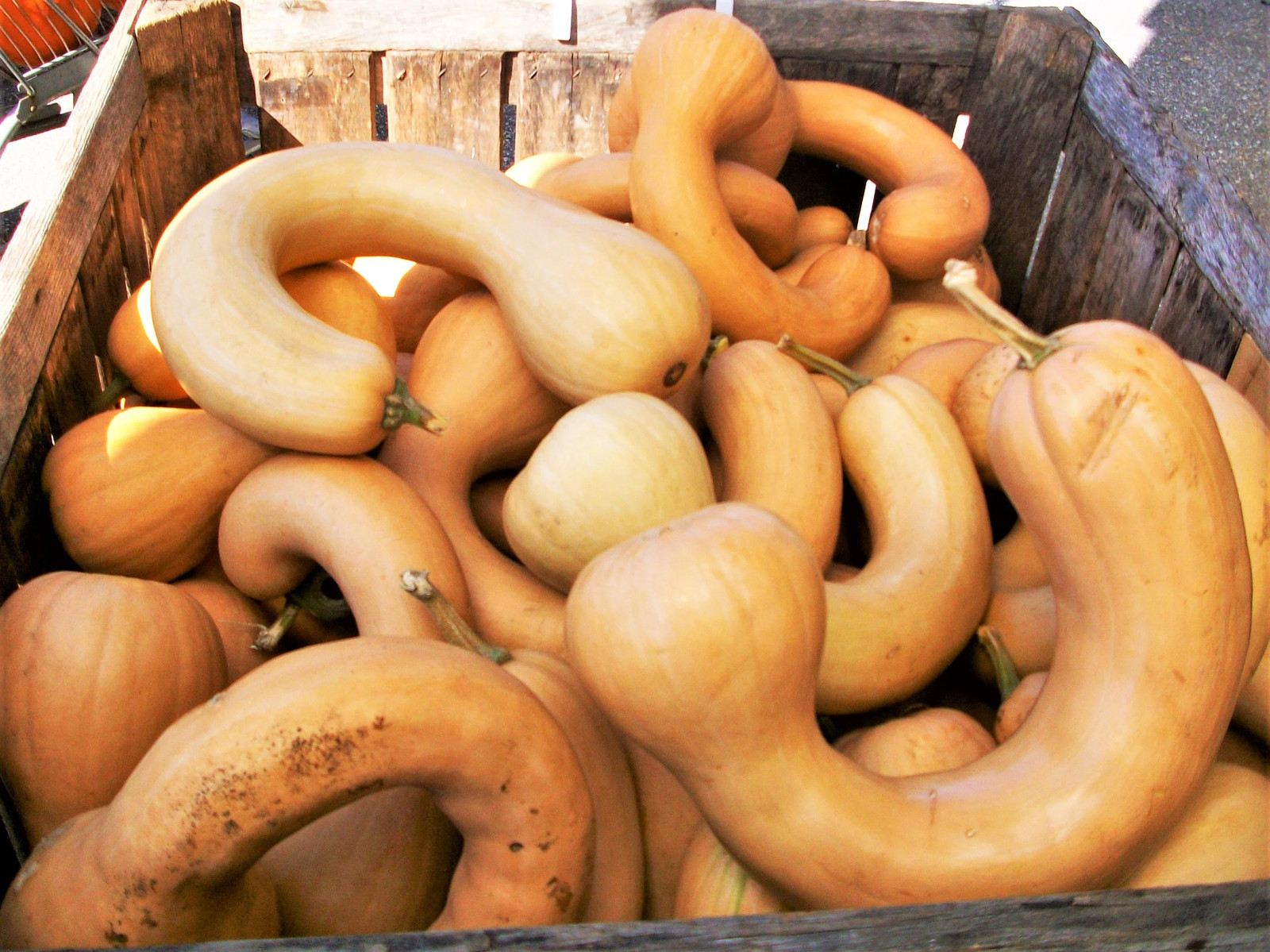 Turkey Neck Pumpkin Seeds |Pennsylvania Dutch Long Crookneck Pumpkin Squash 2024