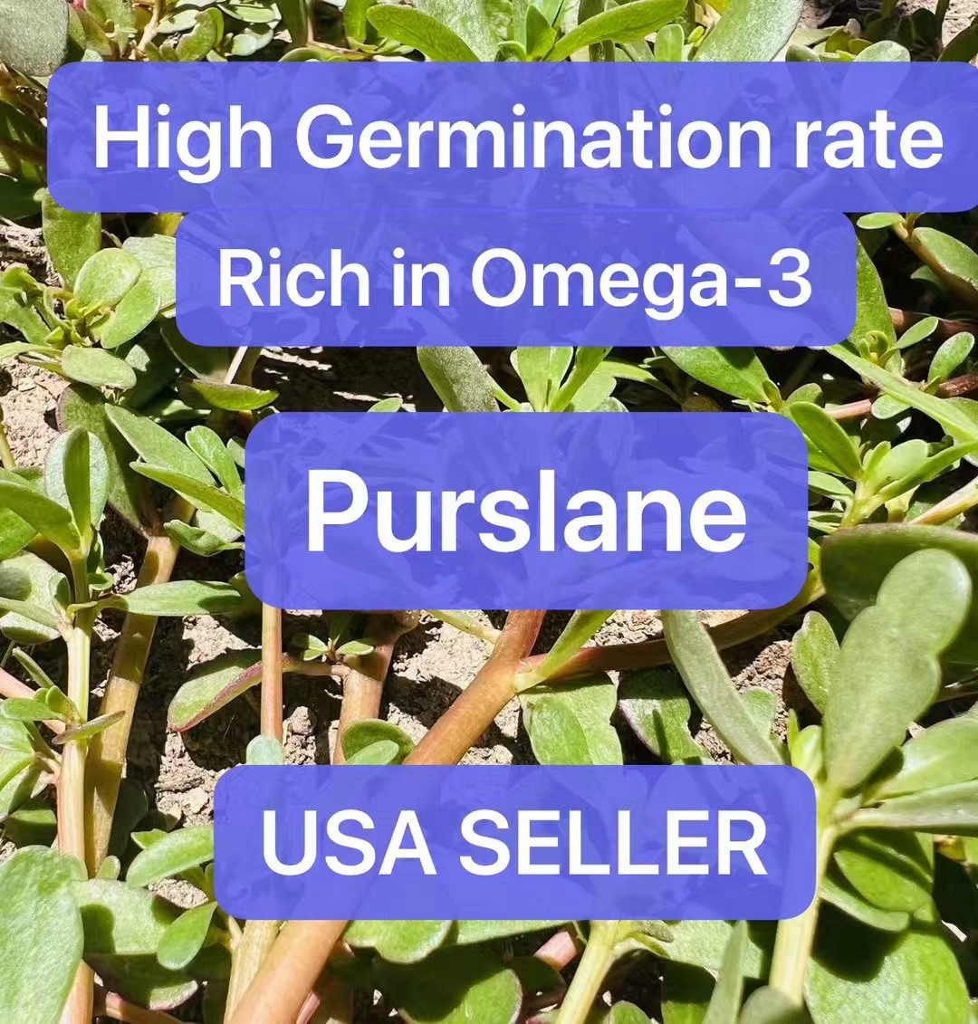 7000+ Golden Purslane Seeds (Portulaca sativa)–2025 Harvest–Rich in Omega-3