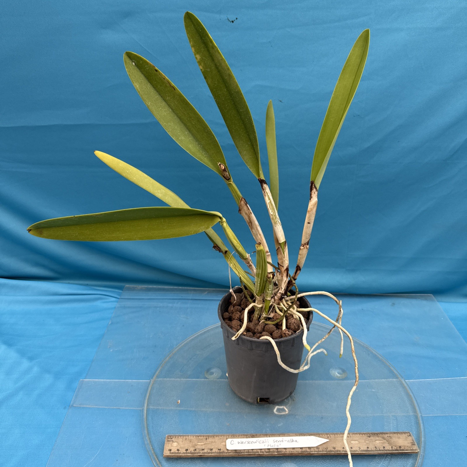 Cattleya warscewiczii Semi Alba Purple White ‘Halo’ Orchid Eros Species 5.5” Pot