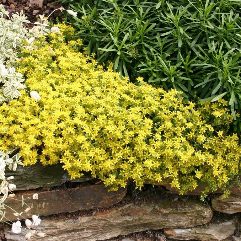 200 Seeds Sedum Golden Carpet Seeds (Sedum Acre, Sedum Seastar) B123-B124