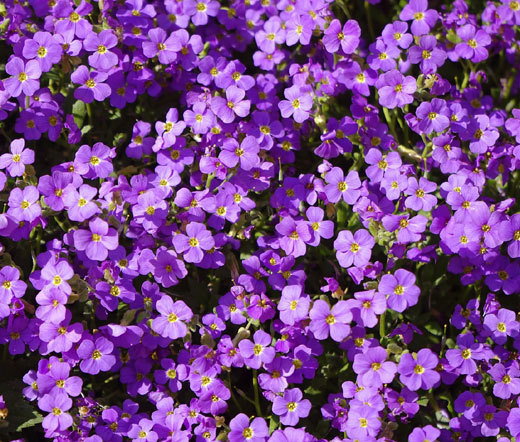 AUBRIETA ROCK CRESS PURPLE Aubrieta Hybrida Hendersonii – 550 Bulk Seeds