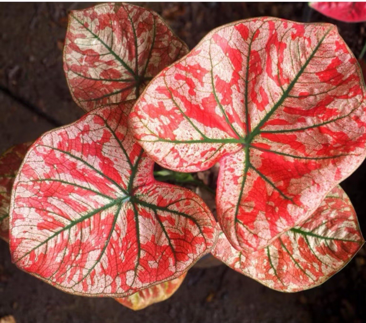 AUTHENTIC Universal Caladium 1 bulb