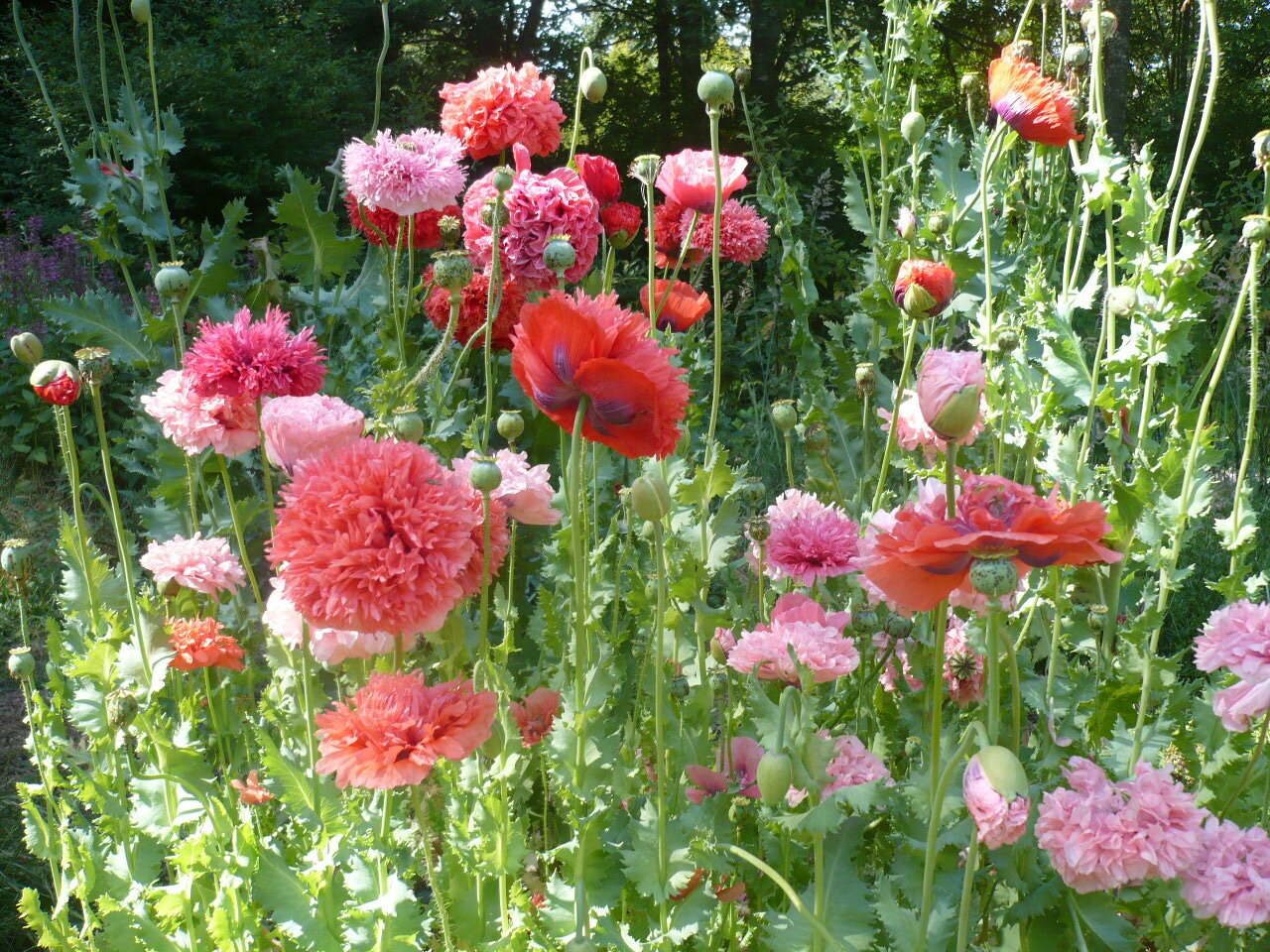 Doubles Peony Pom Pom Som. Poppy Variety Mix 2000 Seeds *PoppyQueen👑