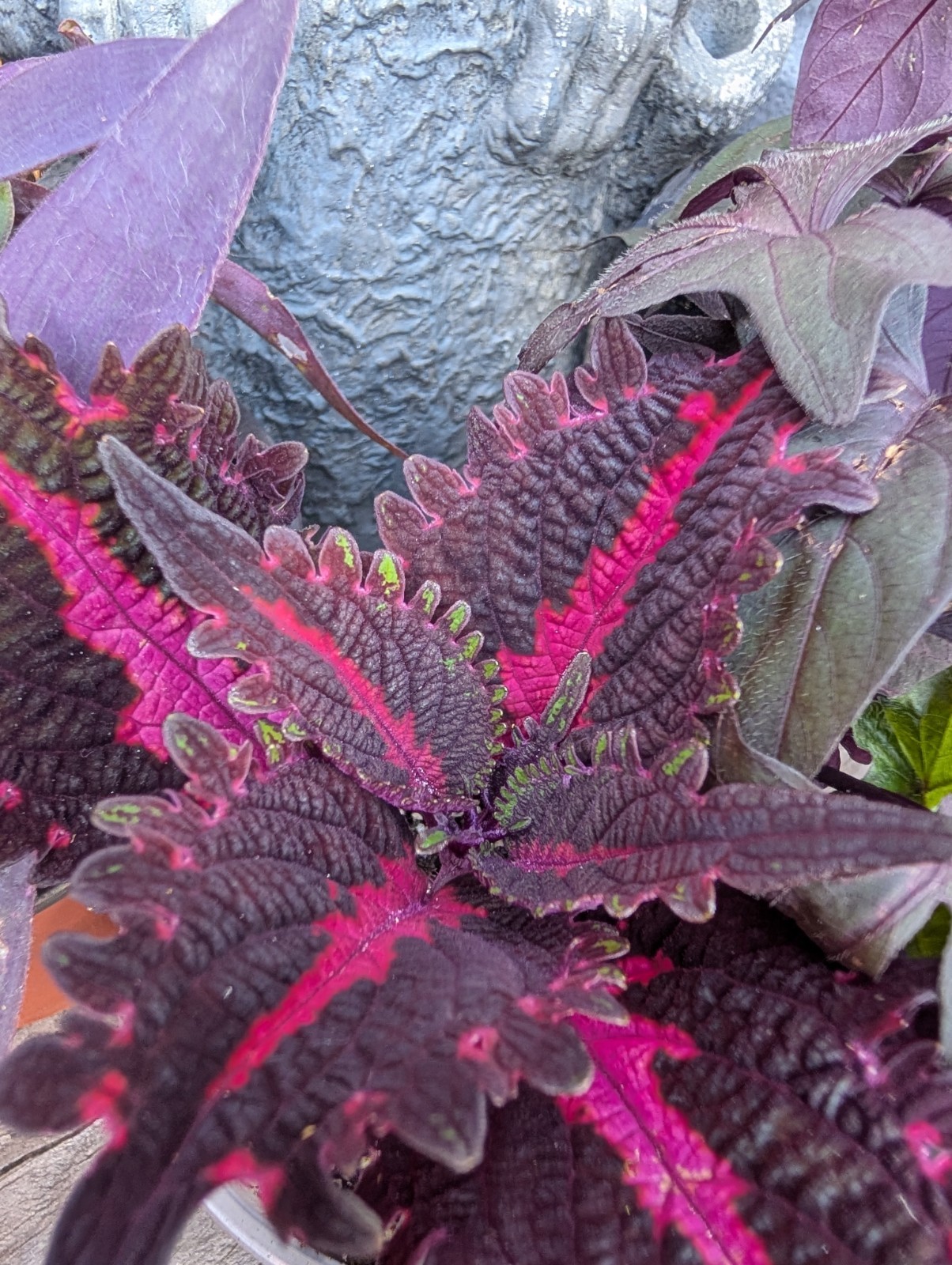 Goth Live Plant Bundle Dark Foliage Houseplants Black Purple Red Witchy Decor