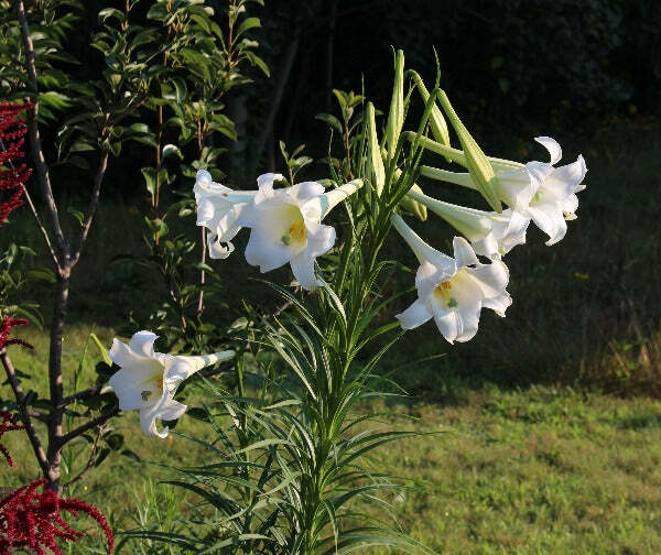 Lilium formosanum | Formosan Lily | Taiwanese Mountain Lily | 10 Seeds