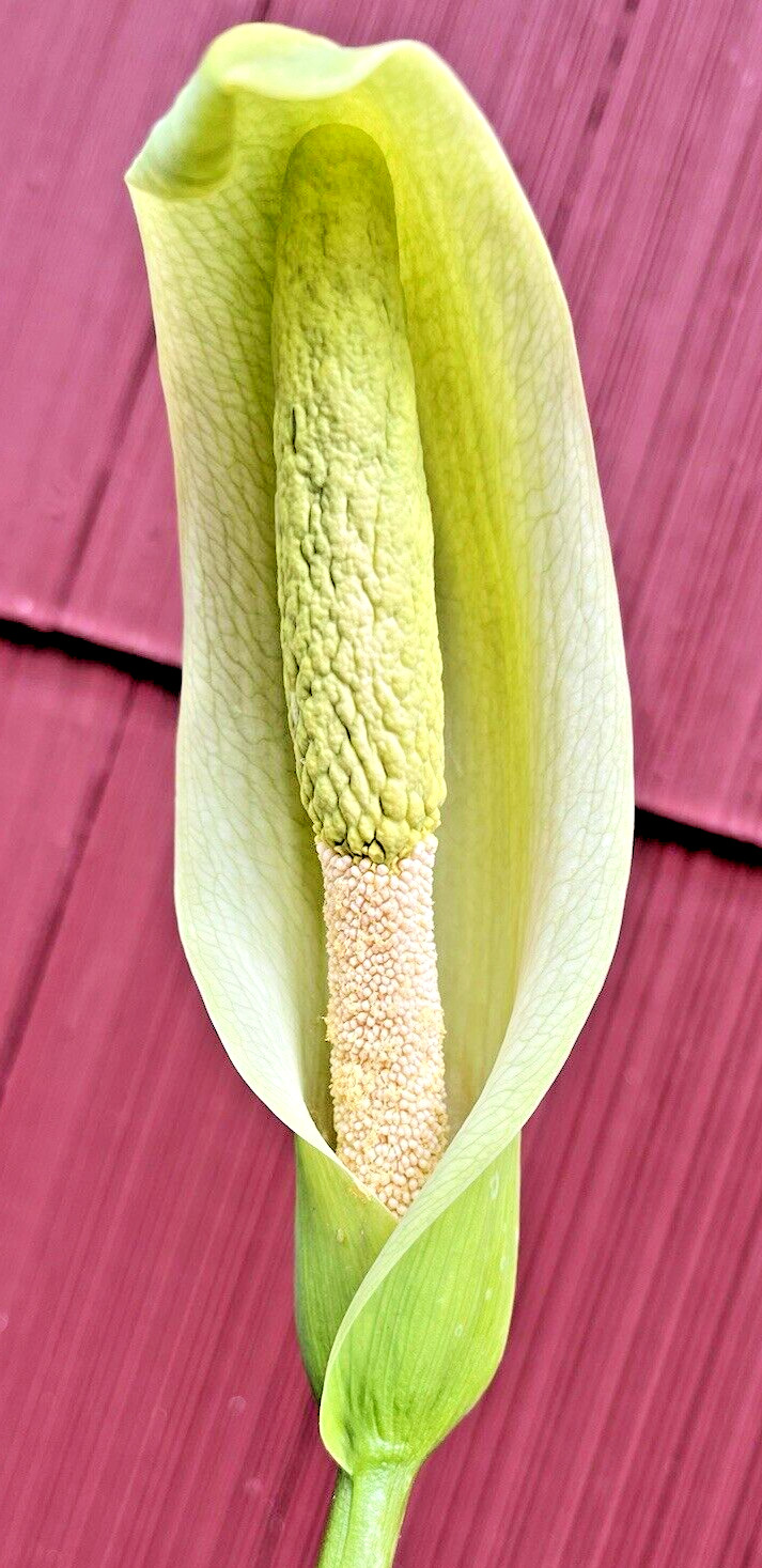 AMORPHOPHALLUS ALBUS, 2 Week Special Sale! Dwarf White Voodoo Lily