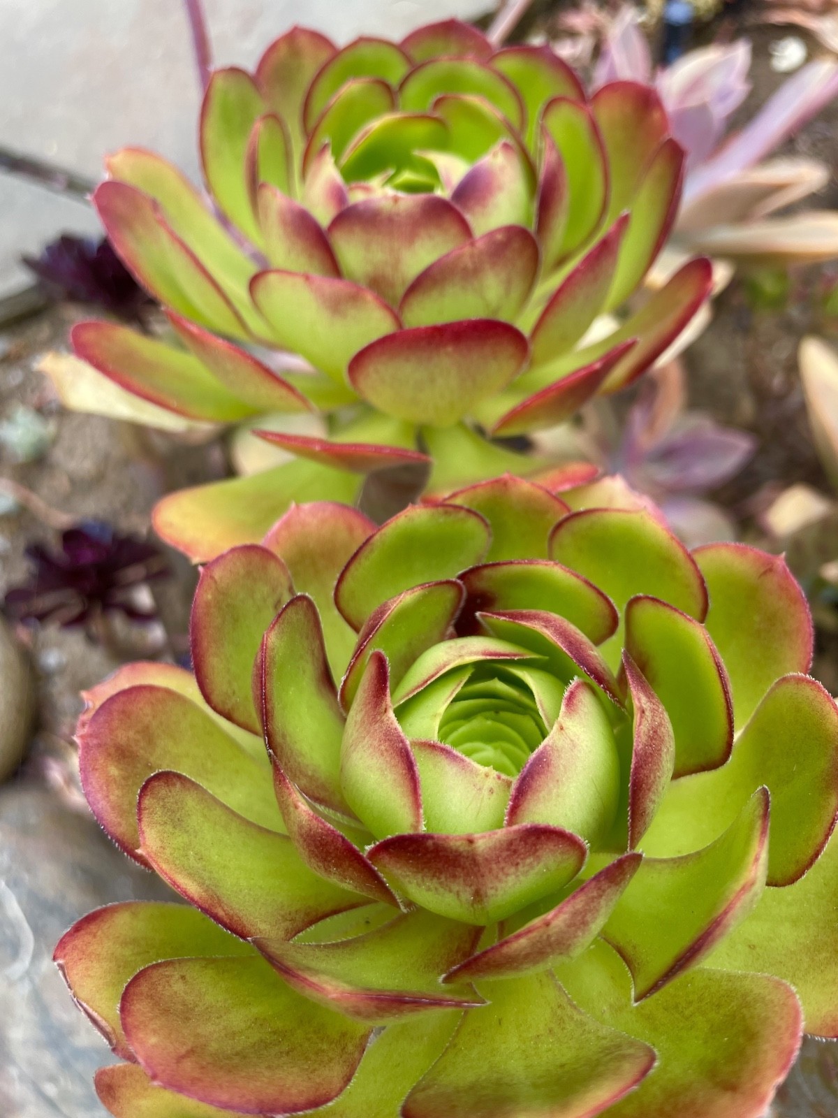 Rare Aeonium Blushing Beauty Healthy Live Plant Unrooted Succulent Cutting 3-4″
