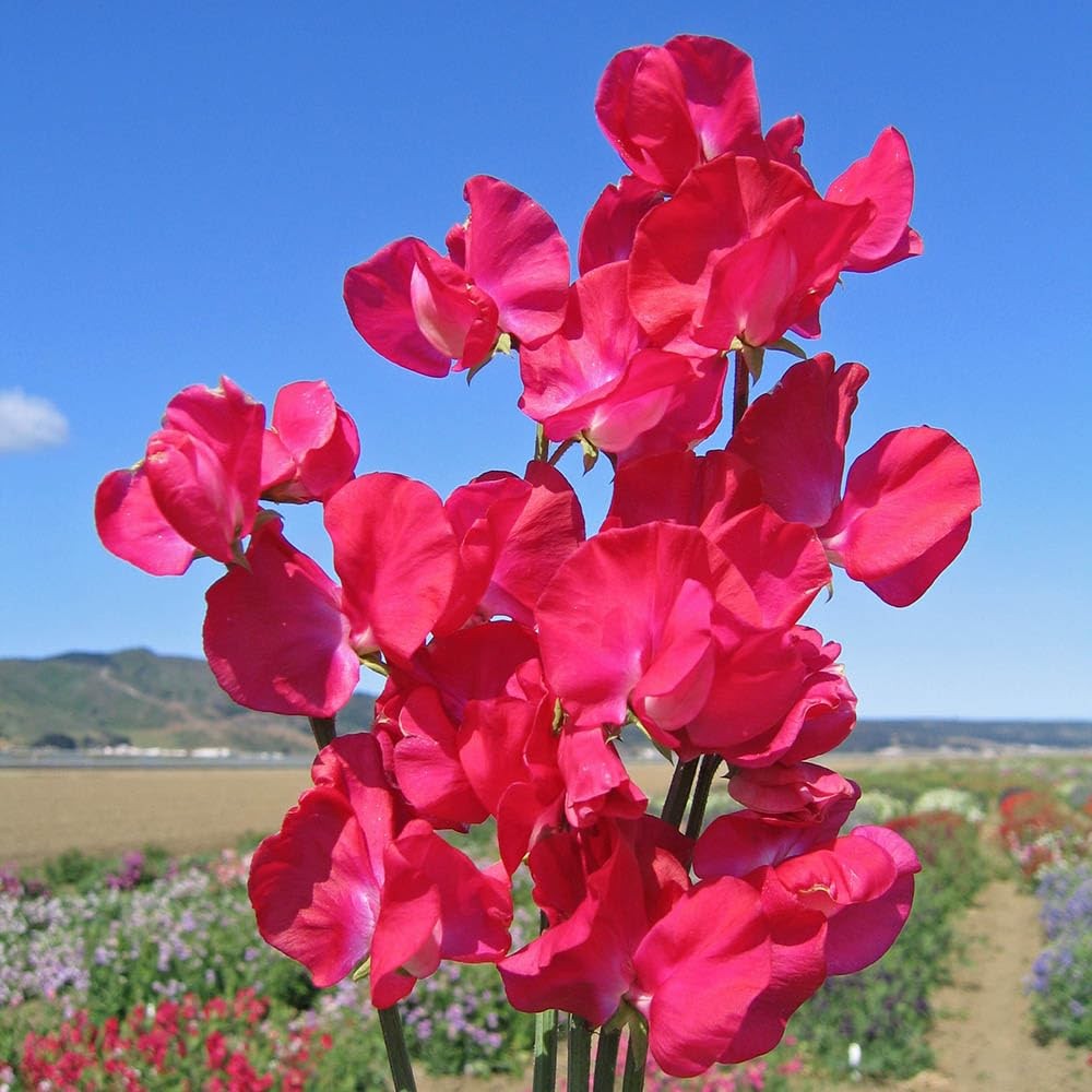 500+Mixed Sweet Pea Seeds for Planting Outdoors-Perennial Ornamental Flower P…