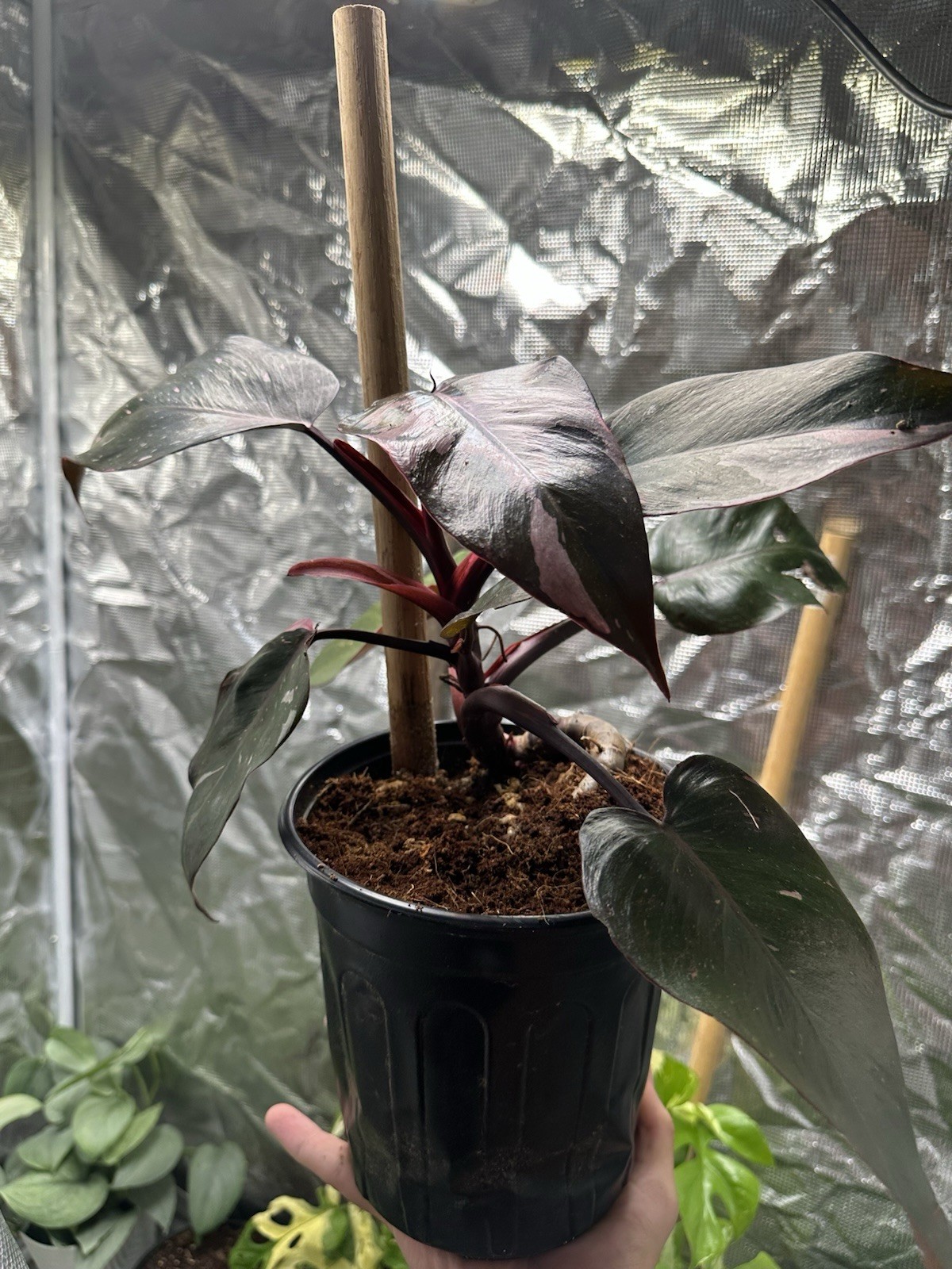 Pink Princess Philodendron Exact Plant