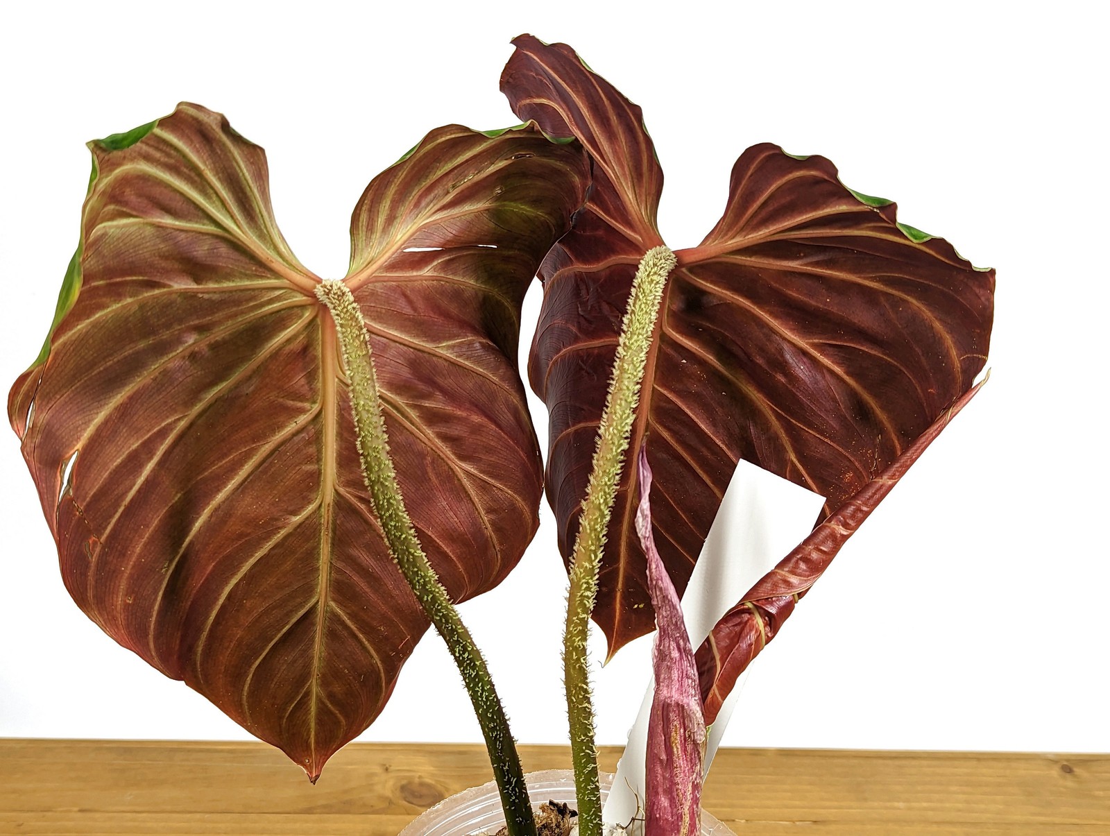 Philodendron Verrucosum ‘Amazon Sunset’ Deep Vibrant Red Backed Velvety Soft