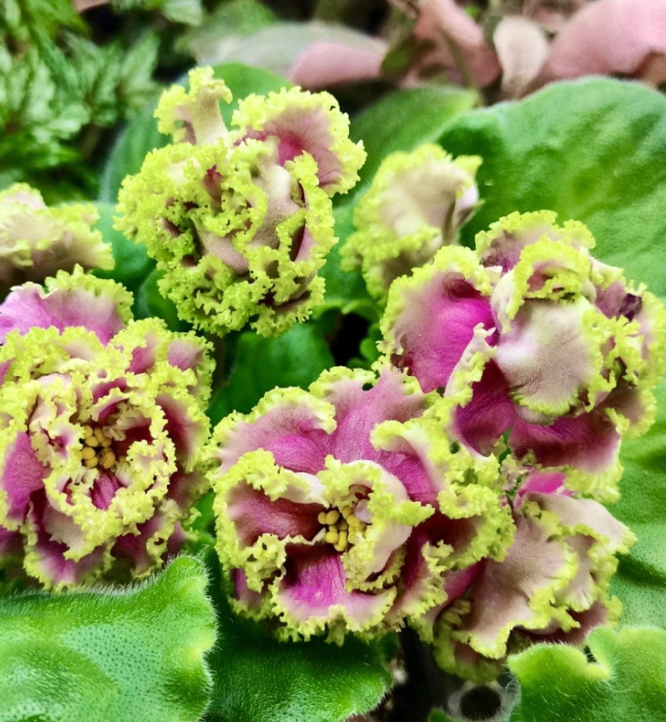 African Violet LF Flamingo starter