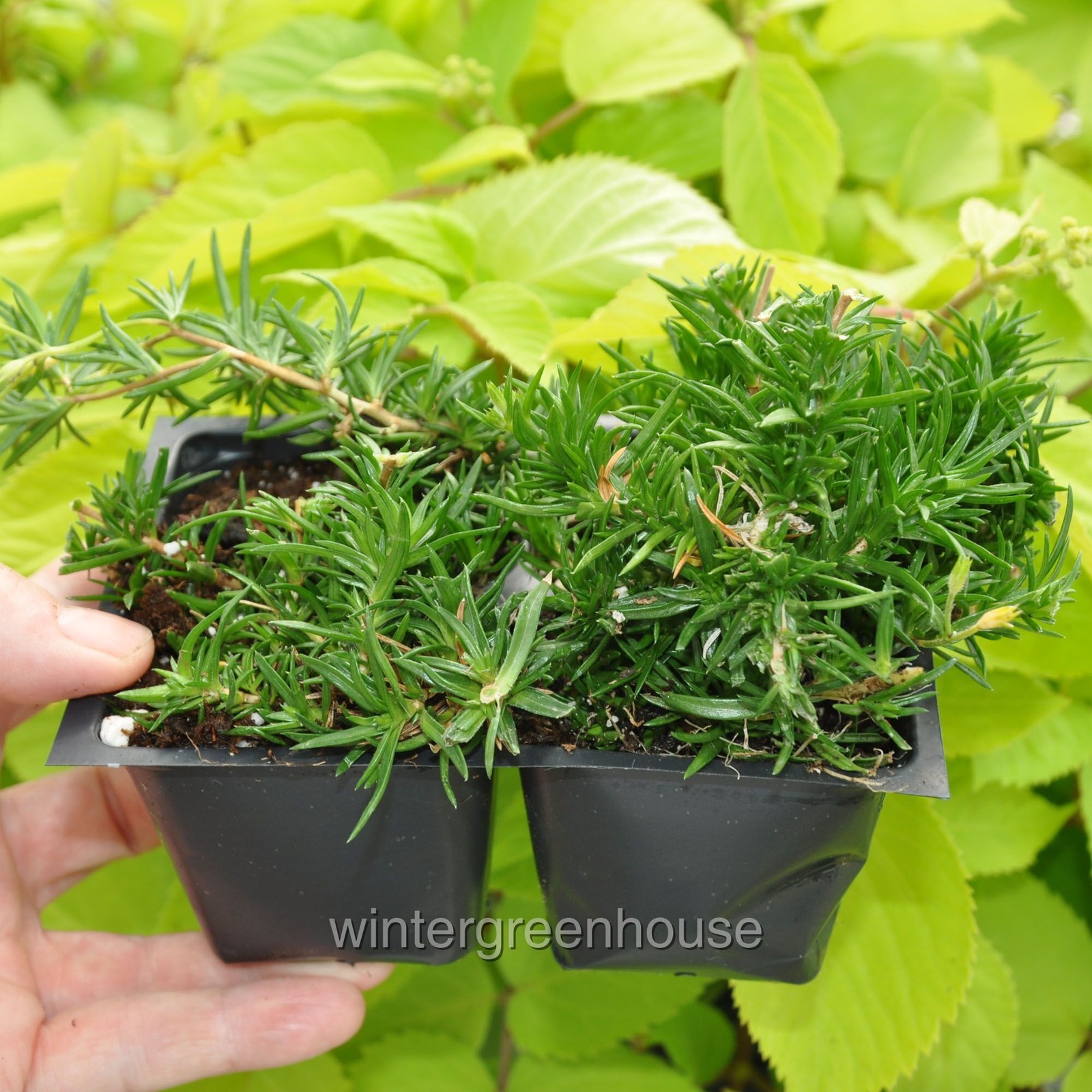 Phlox subulata, Creeping Phlox, Amazing Grace