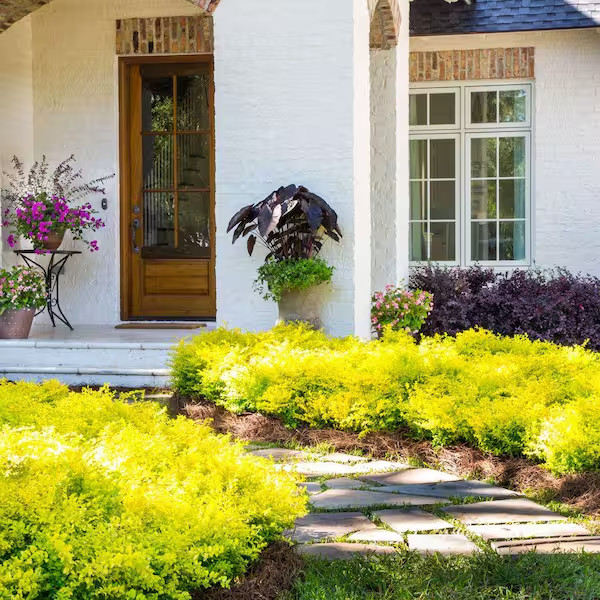2.5 Qt. Sunshine Ligustrum, Evergreen Shrub, Bright Golden-Yellow Foliage
