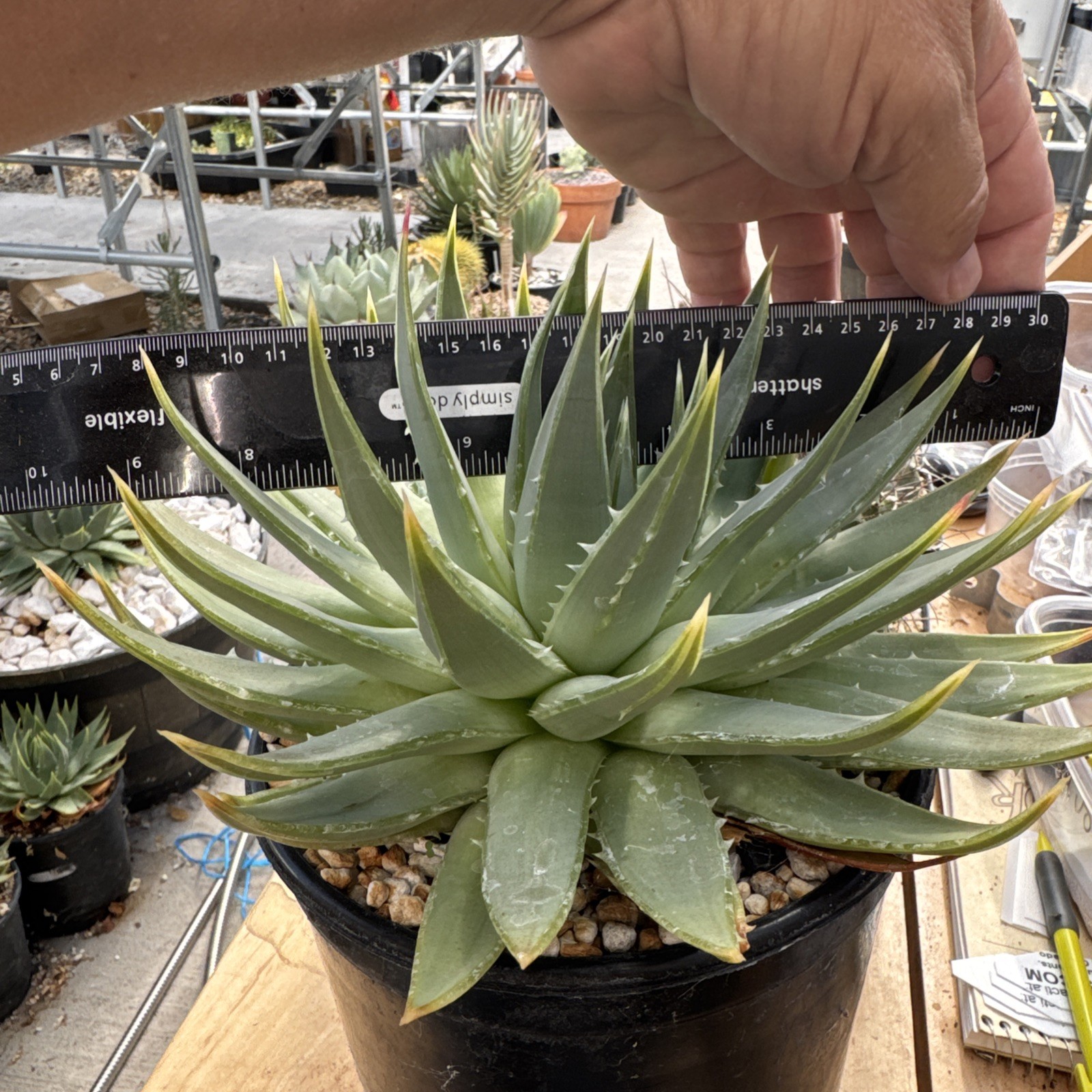 Aloe polyphylla Spiral Aloe Seed Grown Rare Succulent free shipping