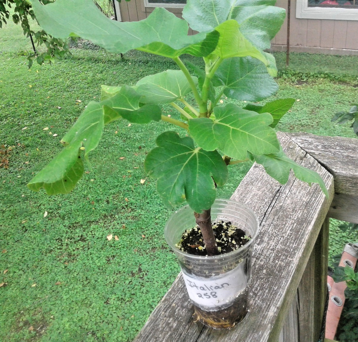 2 Italian 258 Fig Trees Ficus Carica 2 Healthy Cultivars 9″to 12″ H & 5″-7″ W
