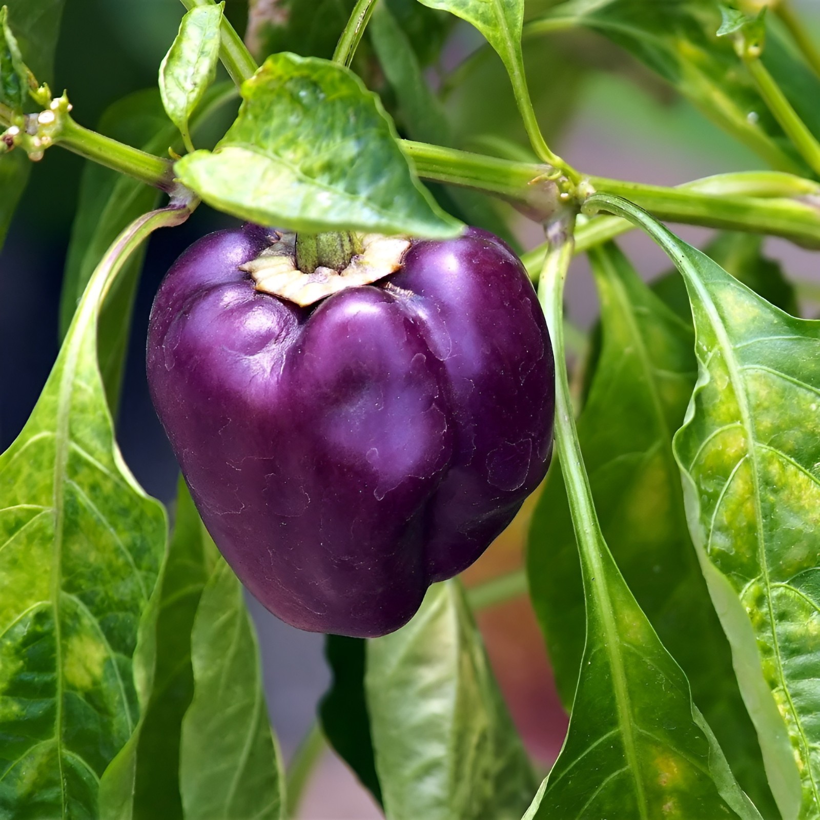 50 Heirloom Purple Beauty Bell Pepper Seeds – Home Garden Favorite Sweet No Heat