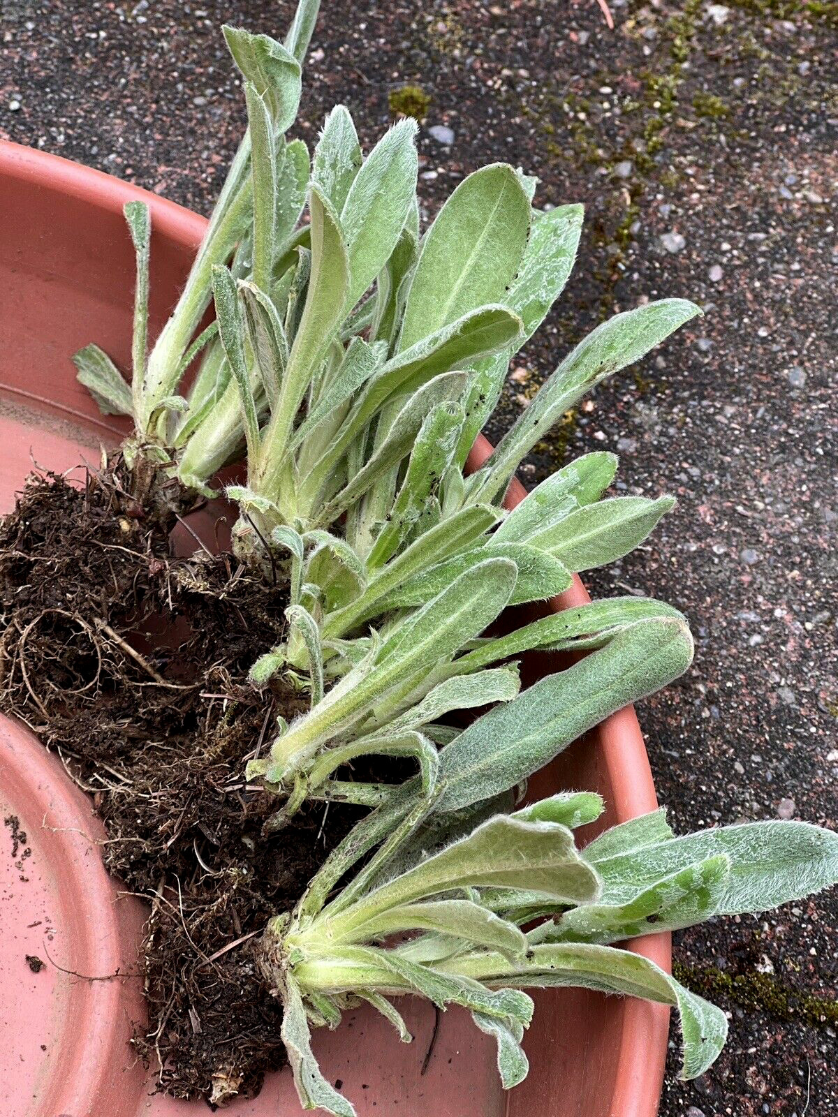 Rose Campion Heirloom Lychnis Coronaria Perennial Lot 5 Plants, Free Shipping