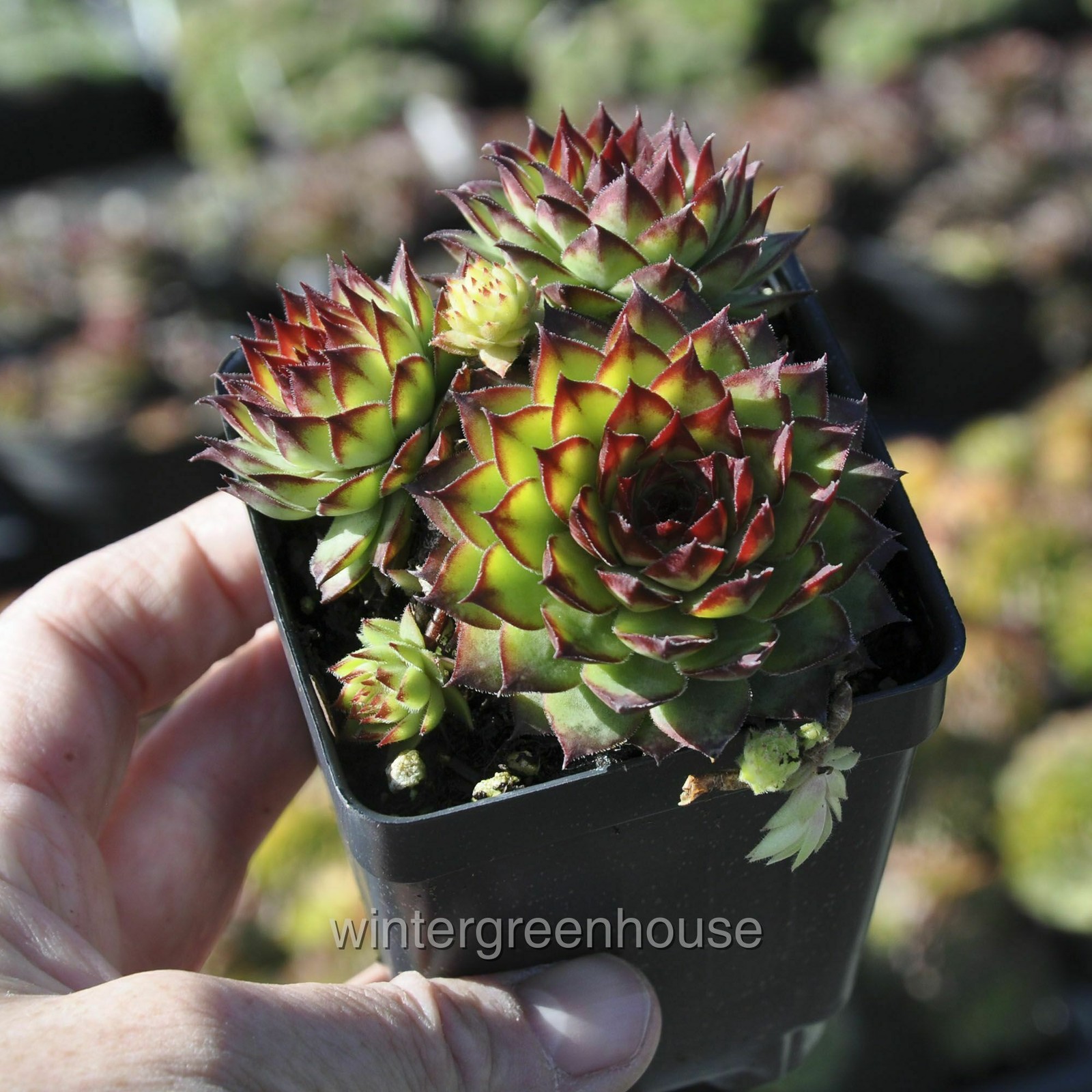 Sempervivum, Montfort, Hen and Chicks, Container Size: 3″ (2.6×3.5″)