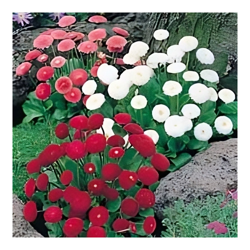 Bellis Pomponette Mixed Nice Garden Flower Seeds By Seed Kingdom (1,000 Seeds)