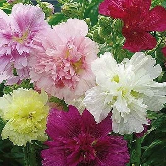 Hollyhock SUMMER CARNIVAL Mixed Colors Biennial Plant Spring / Fall USA 50 Seeds