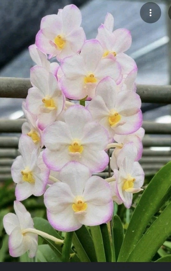 Vandachostylis Crownfox Magic Vanda Orchid Plant