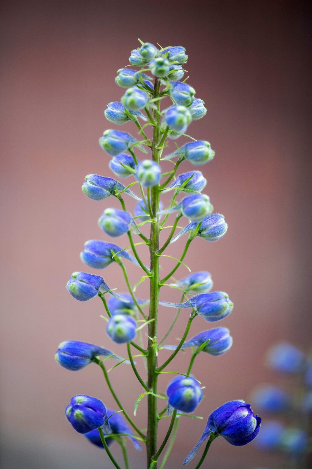 350 Blue with Pink ROCKET LARKSPUR DELPHINIUM Consolida Ajacis Seeds