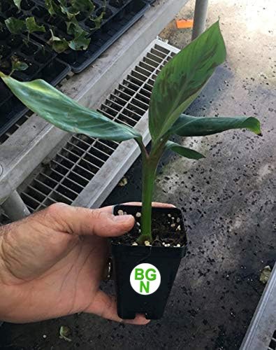 Manzano “Apple” Banana Plant Live Plant