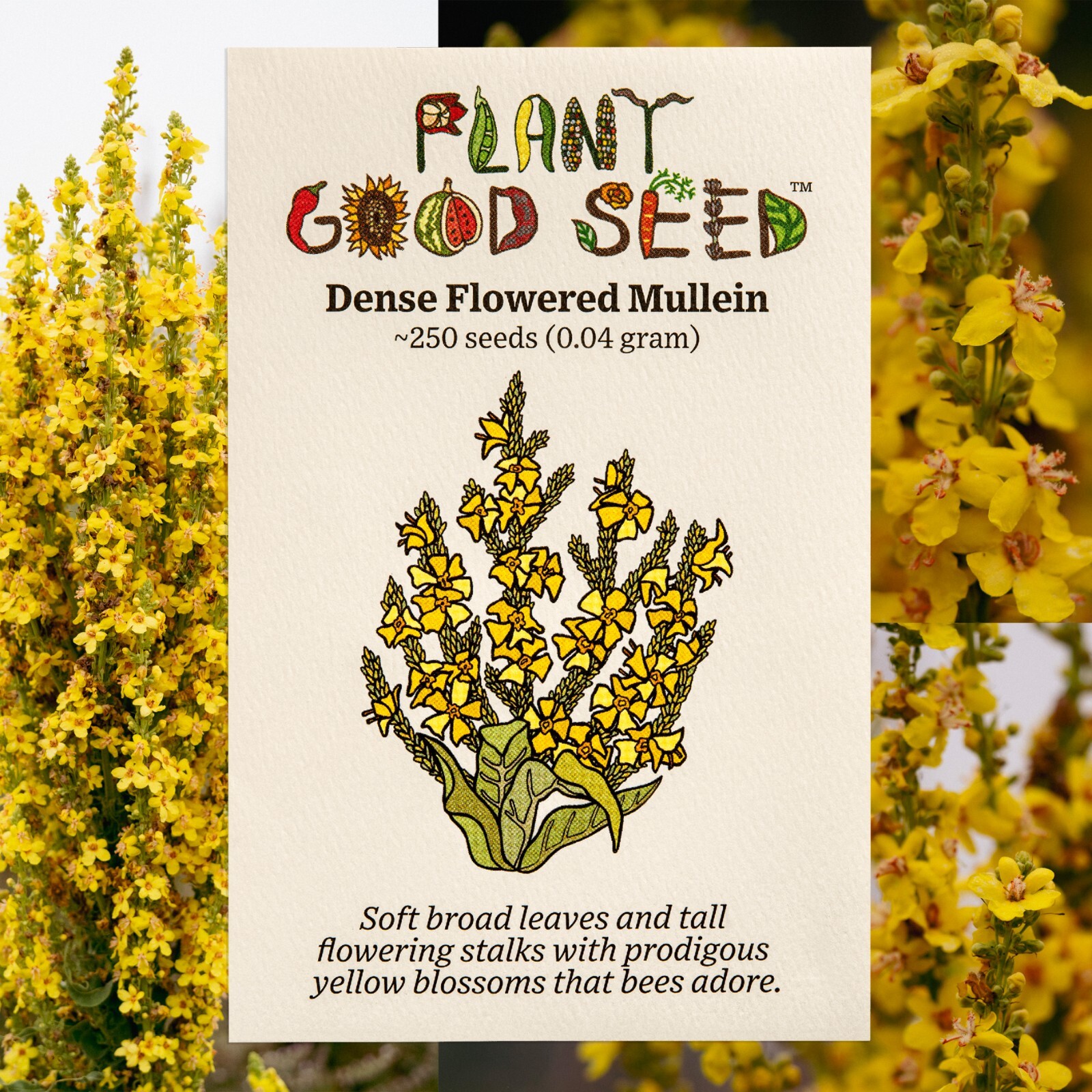 Dense-Flowered Mullein Seeds: Verbascum densiflorium, Cert. Organic, Denseflower