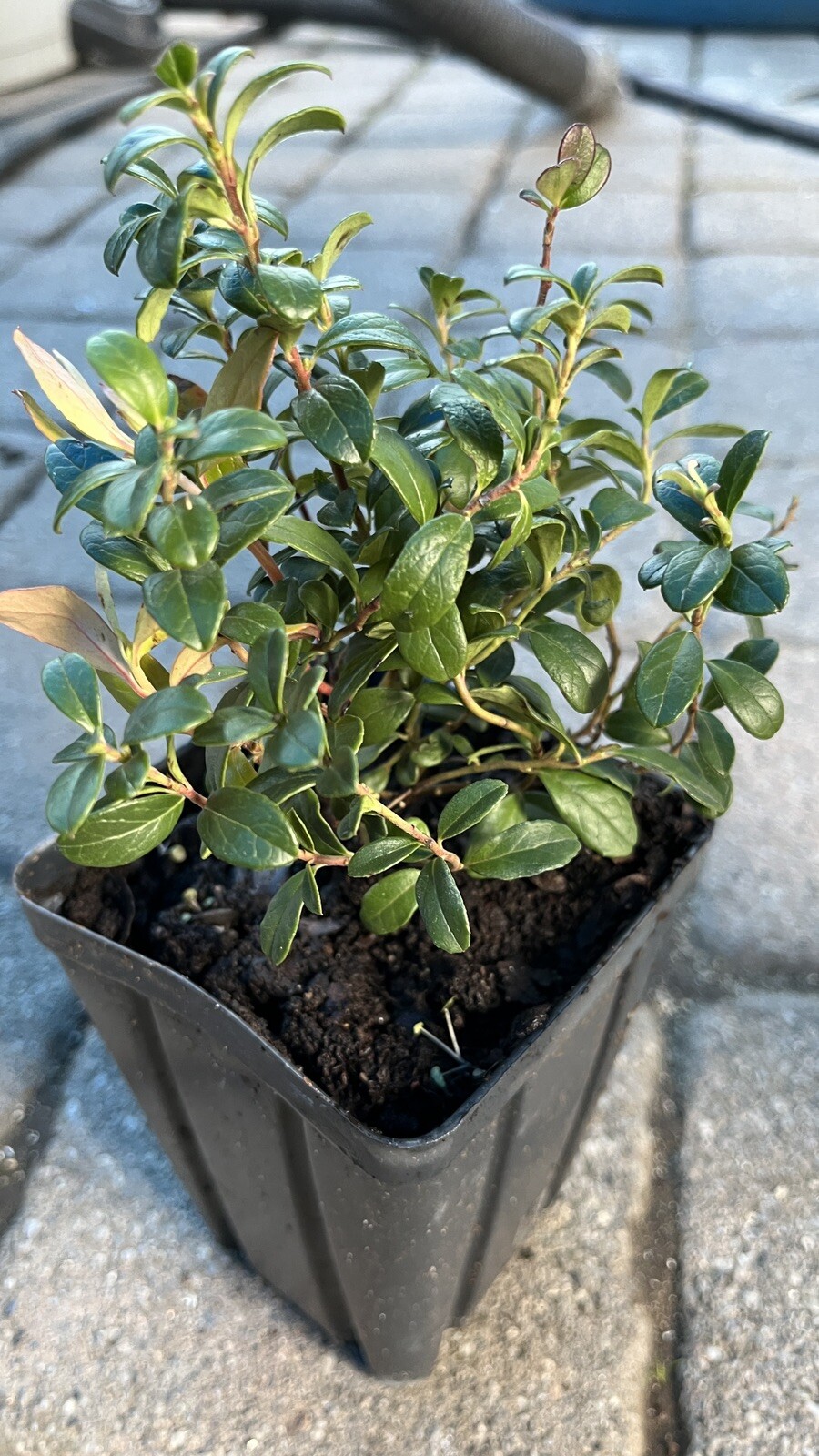 Red Pearl Lingonberry plant, well rooted plant 3-5 inches tall